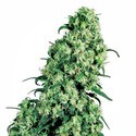 Skunk 1 (Sensi Seeds) tavallinen