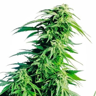 Hindu Kush (Sensi Seeds) tavallinen