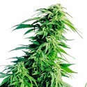 Hindu Kush (Sensi Seeds) tavallinen