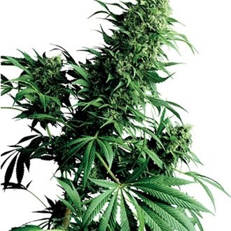 Shiva Shanti (Sensi Seeds) tavallinen