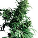 Shiva Shanti (Sensi Seeds) tavallinen