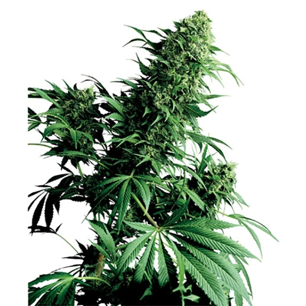 Shiva Shanti (Sensi Seeds) tavallinen