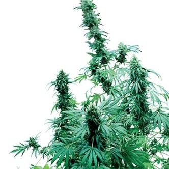 Early Skunk (Sensi Seeds) tavallinen