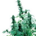 Early Skunk (Sensi Seeds) tavallinen