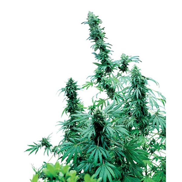 Early Skunk (Sensi Seeds) tavallinen