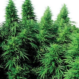 Ruderalis Skunk (Sensi Seeds) tavallinen