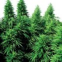 Ruderalis Skunk (Sensi Seeds) tavallinen