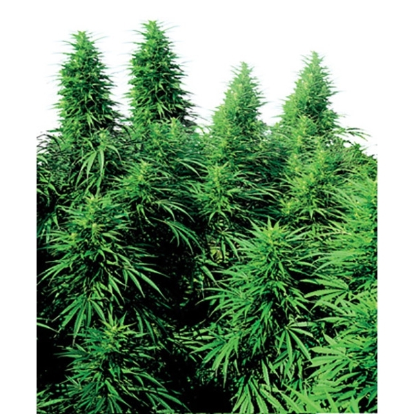 Ruderalis Skunk (Sensi Seeds) tavallinen