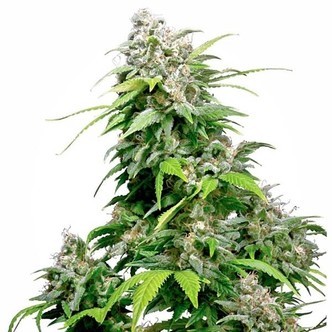 California Indica (Sensi Seeds) tavallinen