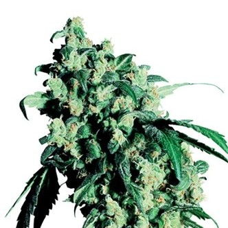 Super Skunk (Sensi Seeds) tavallinen
