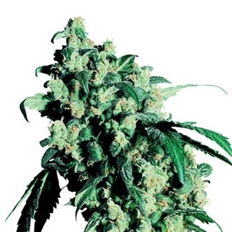 Super Skunk (Sensi Seeds) tavallinen