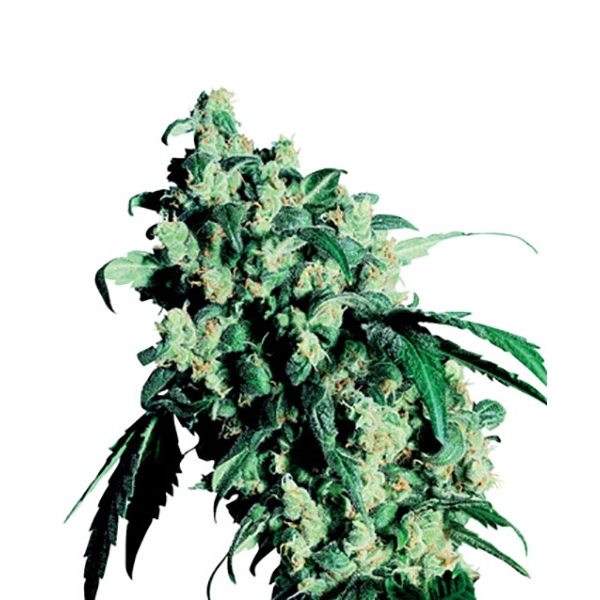 Super Skunk (Sensi Seeds) tavallinen