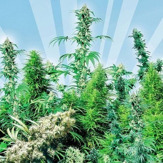 Outdoor Mix (Sensi Seeds) tavallinen