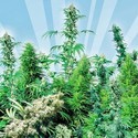 Outdoor Mix (Sensi Seeds) tavallinen