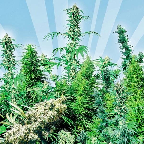 Outdoor Mix (Sensi Seeds) tavallinen