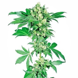 Afghani 1 (Sensi Seeds) tavallinen