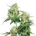 Maple Leaf Indica (Sensi Seeds) tavallinen