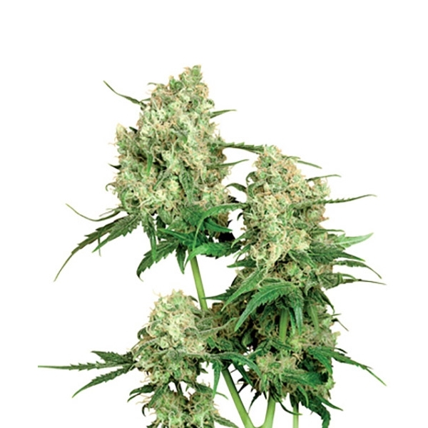 Maple Leaf Indica (Sensi Seeds) tavallinen