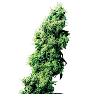 Four-Way (Sensi Seeds) tavallinen