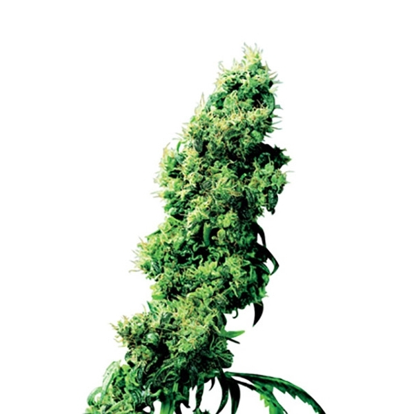 Four-Way (Sensi Seeds) tavallinen