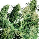 Indoor Mix (Sensi Seeds) tavallinen