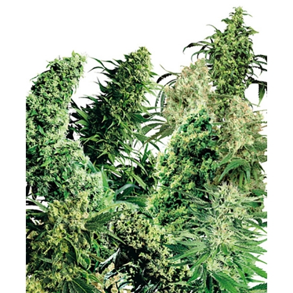 Indoor Mix (Sensi Seeds) tavallinen
