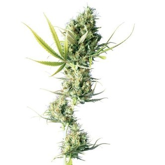 Durban (Sensi Seeds) tavallinen/feminisoitu