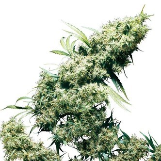 Jamaican Pearl (Sensi Seeds) tavallinen/feminisoitu
