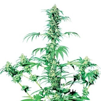 Early Girl (Sensi Seeds) tavallinen