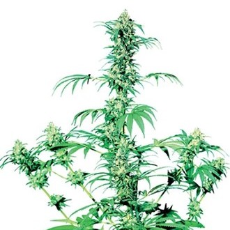 Early Girl (Sensi Seeds) tavallinen