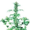 Early Girl (Sensi Seeds) tavallinen