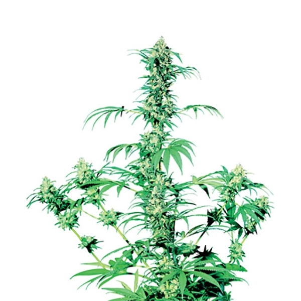 Early Girl (Sensi Seeds) tavallinen