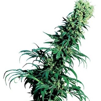 Early Pearl (Sensi Seeds) tavallinen