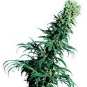 Early Pearl (Sensi Seeds) tavallinen
