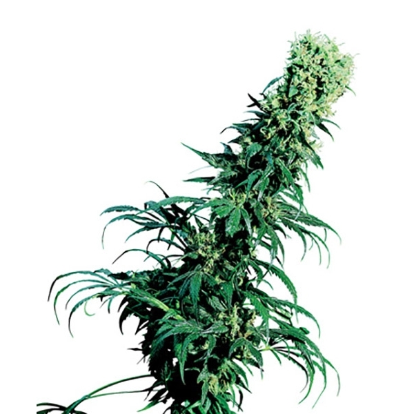 Early Pearl (Sensi Seeds) tavallinen