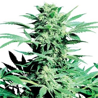 Shiva Skunk (Sensi Seeds) tavallinen