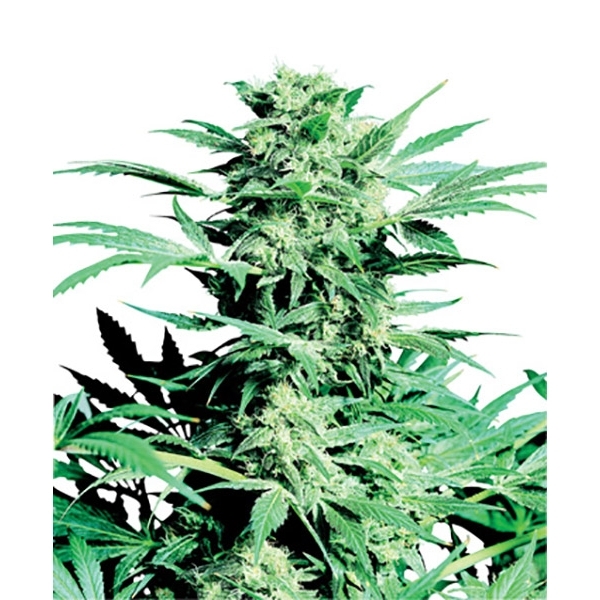 Shiva Skunk (Sensi Seeds) tavallinen