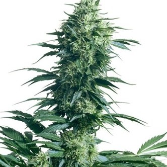 Mother's Finest (Sensi Seeds) tavallinen