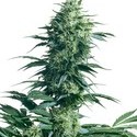 Mother’s Finest (Sensi Seeds) tavallinen