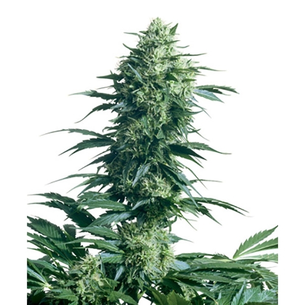 Mother’s Finest (Sensi Seeds) tavallinen