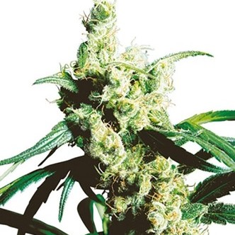 Silver Haze (Sensi Seeds) tavallinen