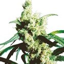 Silver Haze (Sensi Seeds) tavallinen