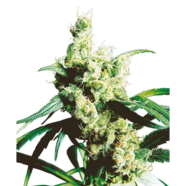 Silver Haze (Sensi Seeds) tavallinen