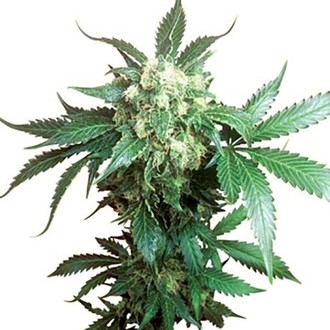 Black Domina (Sensi Seeds) tavallinen