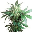 Black Domina (Sensi Seeds) tavallinen