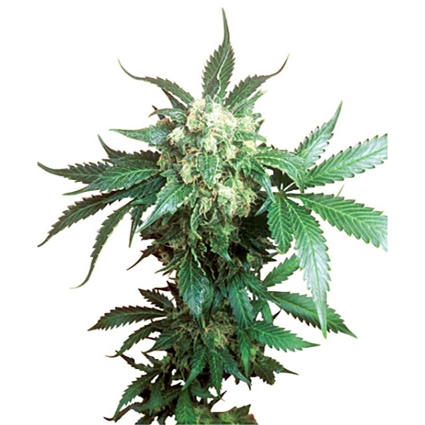Black Domina (Sensi Seeds) tavallinen