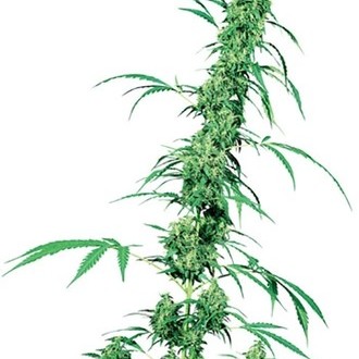 Fruity Juice (Sensi Seeds) Tavallinen