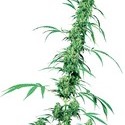 Fruity Juice (Sensi Seeds) Tavallinen