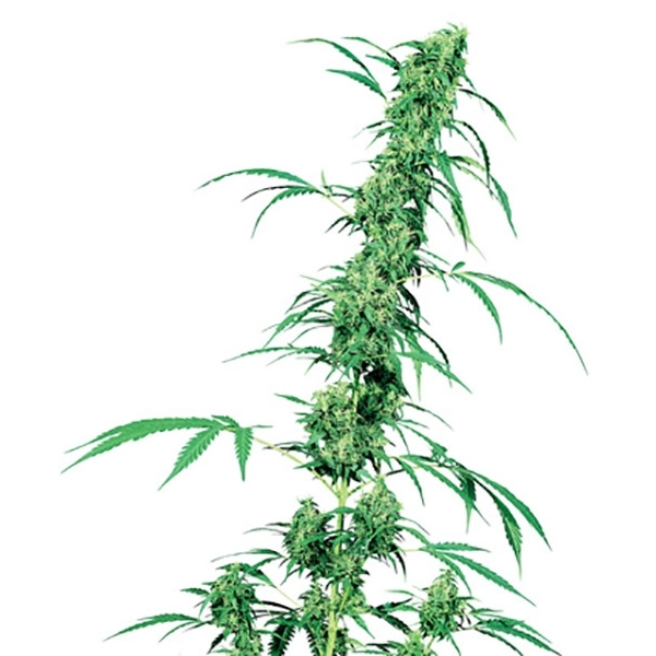 Fruity Juice (Sensi Seeds) Tavallinen