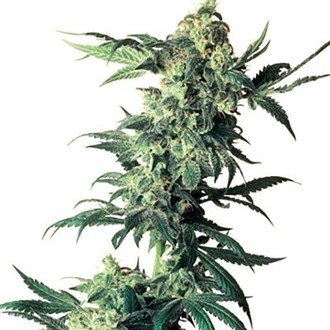 Northern Lights (Sensi Seeds) Tavallinen